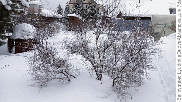 спирея серая