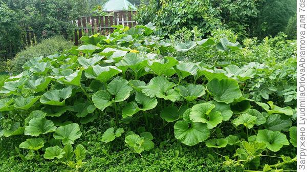 Растения длинноплетистые