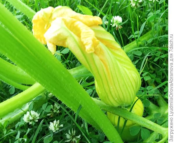 2 августа, начало цветения, появление завязей