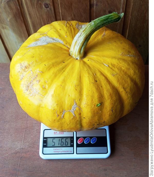 Самая большая тыква