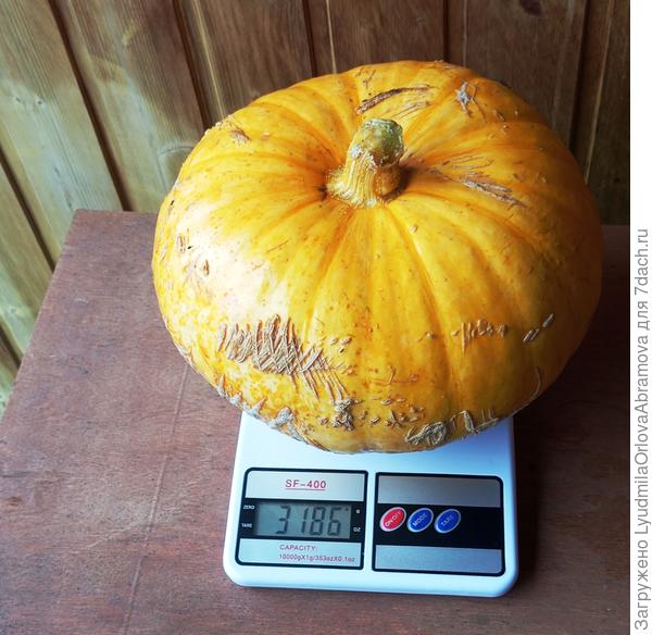 Самая маленькая