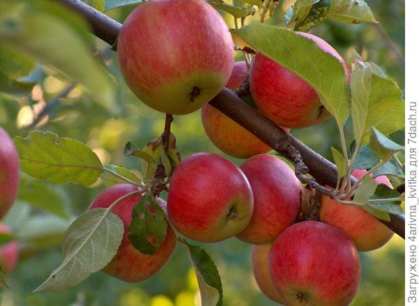 Яблоко Чемпион