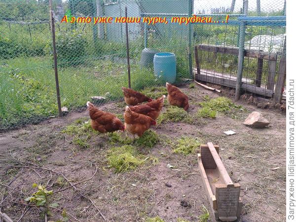 Наши курочки.