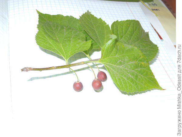 Это кто такой?