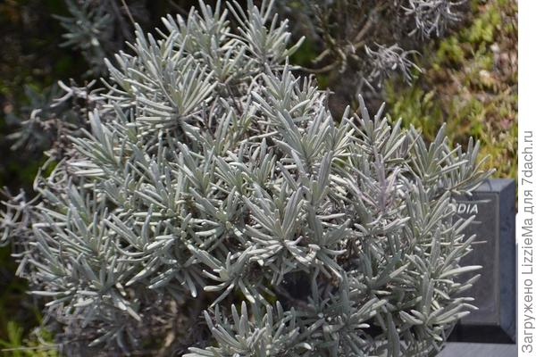 Лавандин 'Arabian Night' Фото из статьи