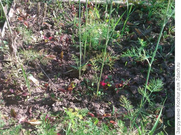 такая свекла на грядке