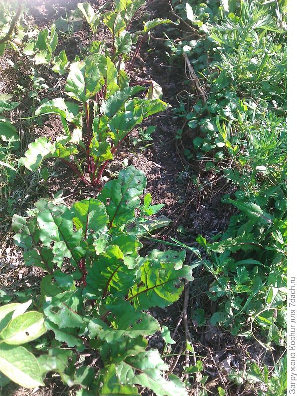 такая - пересаженная