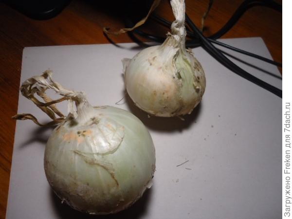 Оранжевые пятна на белом луке