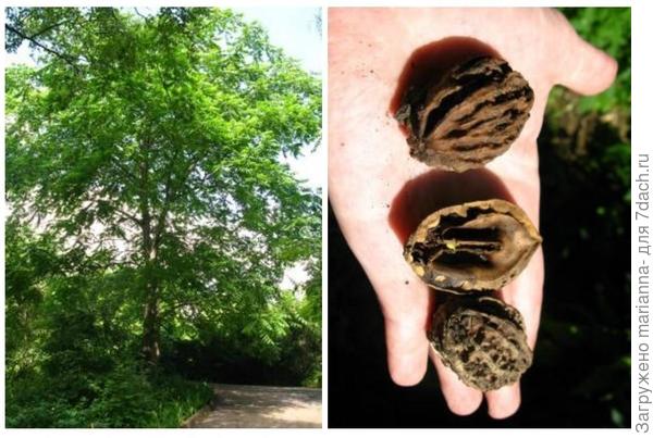 Ланкастерский орех: взрослое дерево и его плоды. Фото с сайта greeninfo.ru