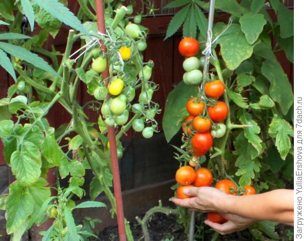 Медовая капля и Балконное чудо рядом