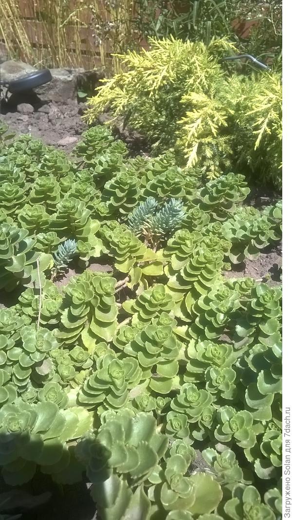 думаю, что это-камнеломка. Цветет высокими розовыми цветоносами