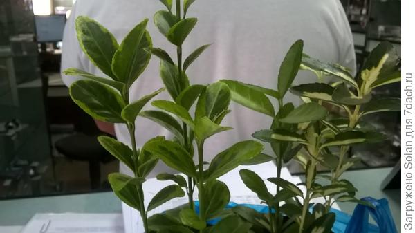 бересклеты