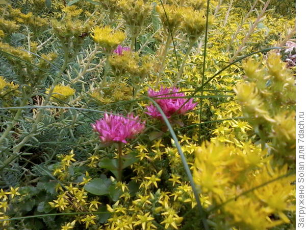 камнеломка+очиток