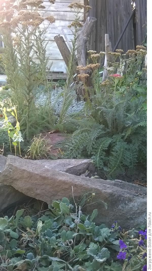 очиток видный+тысячелистник