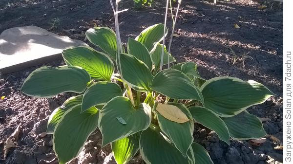 первый  желтый лист