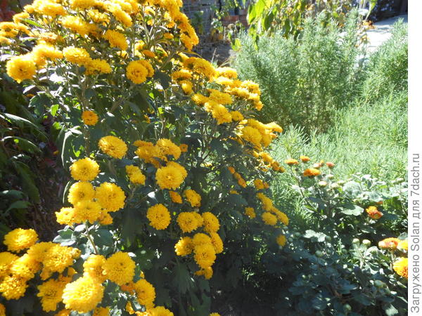 хризантемы для Зульфиры