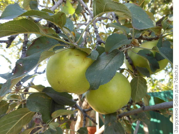 зимние яблоки