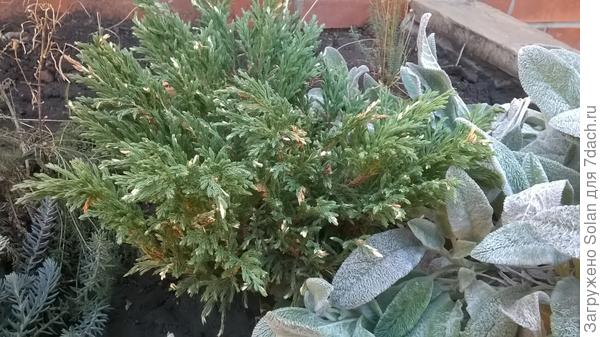 так выглядели