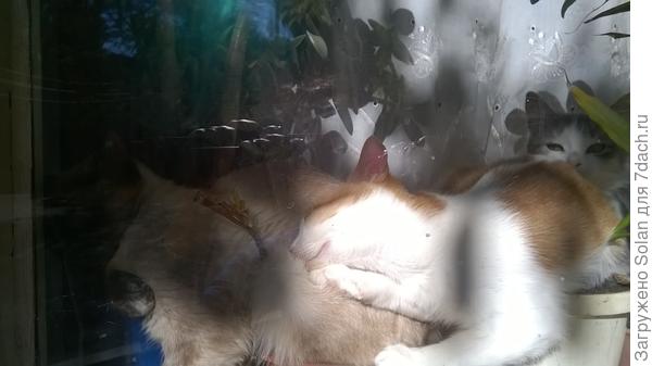 мы на солнышке лежим