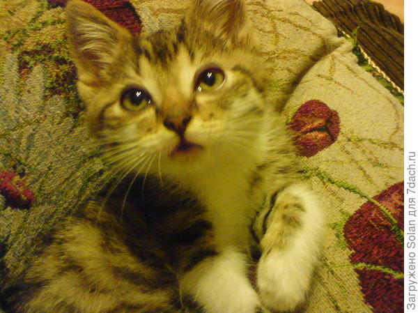 Хочу усыновиться