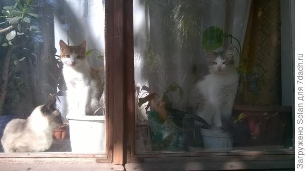 КОТЫ РАСЦВЕЛИ...