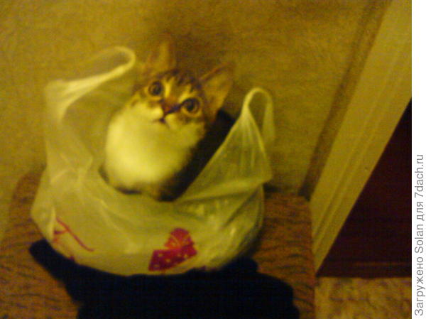 спасибо за покупку!