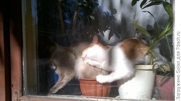 это был сорняк.