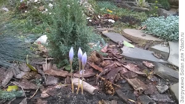 крокусы