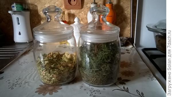 петрушка, укроп