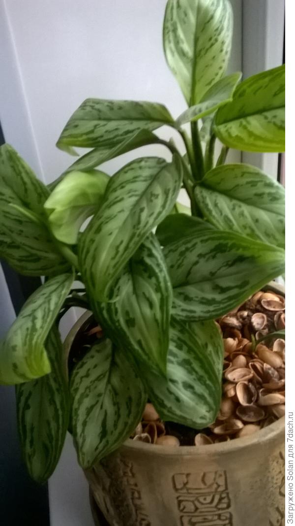 Для террасы