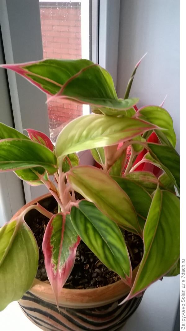 Для террасы