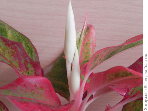 краснолистная