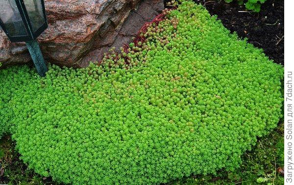 очиток едкий