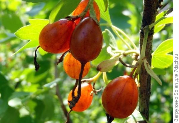 золотистая