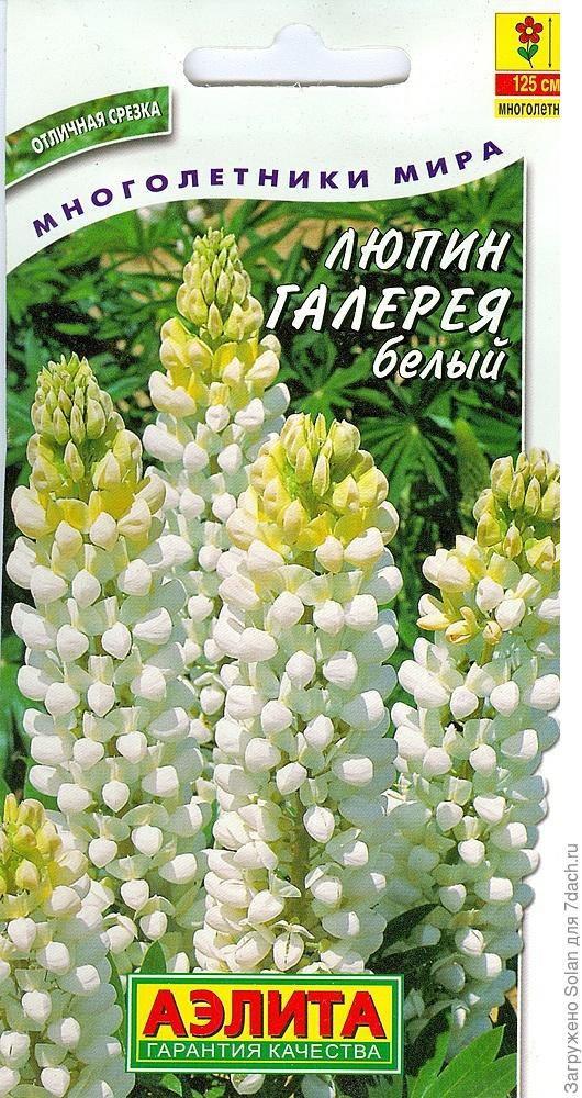 люпин белый