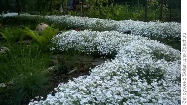 середина мая