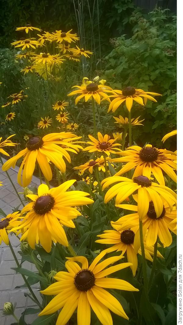рудбекия