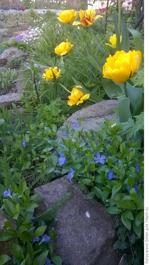 желтые махровые