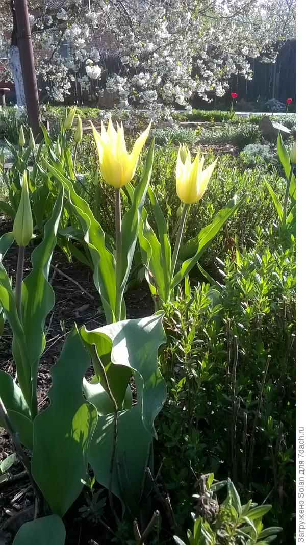 солнцепоклонники