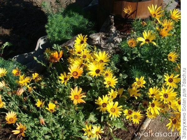 Это не мое фото, но очень похоже на то, что у меня было. Может сорт другой? Высота около 30 см., стебли довольно тонкие. Ну и цветки, сами видите - куда мельче. Вот бы такую, как в Вашем городе высаживают!