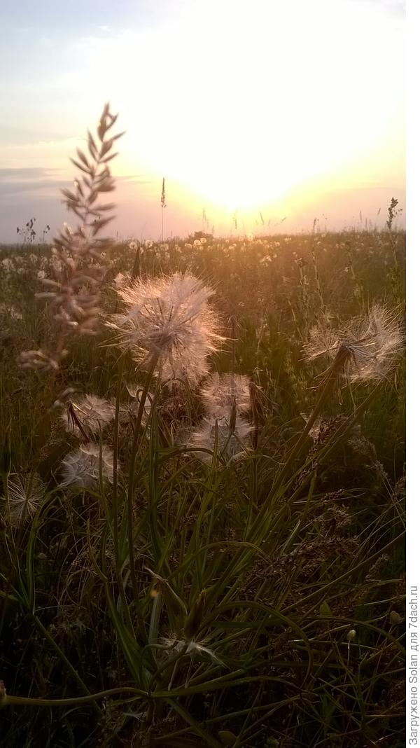 Порода и имя...да кому они нужны?