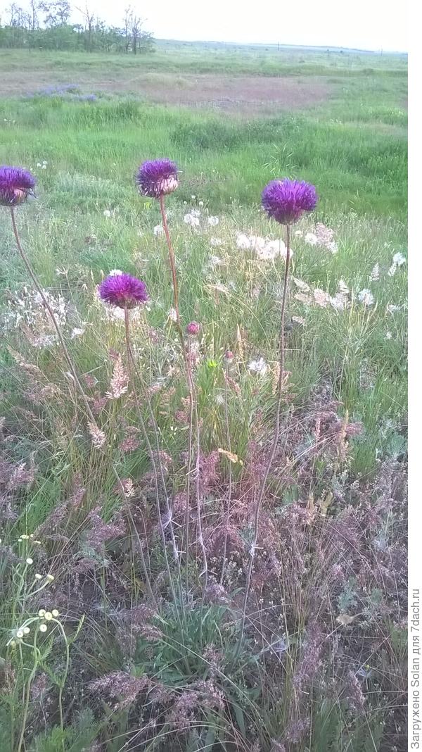 А как вам этот метровый красавец?