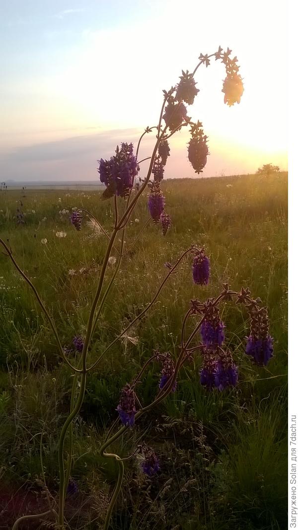 Этот красавец служит кормушкой для всей жужжащей братии.