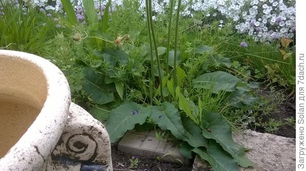 так выглядит розетка листьев