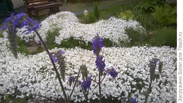 так выглядят его цветы вблизи.