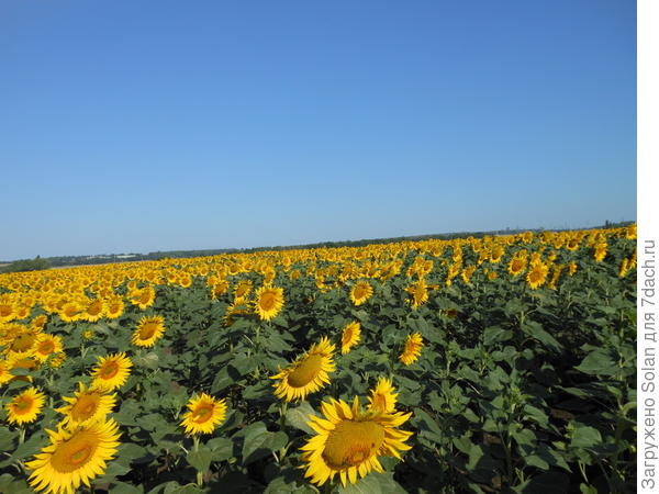 Это у меня летом недалеко от дома.