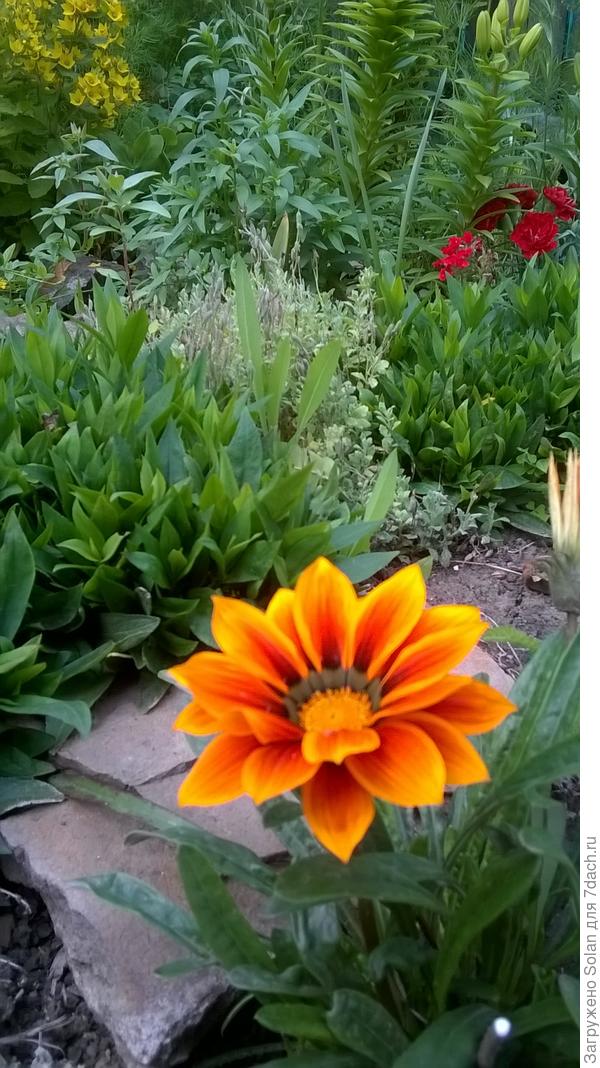 Солнышко для Светы)))