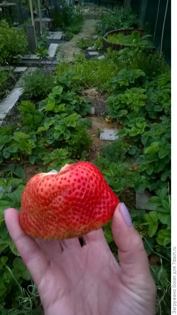 мой любимый размер)))), ни одной мытой не съела, просто не успеваю донести до крана))).