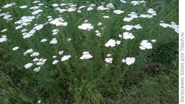 помойный красавчик))), бомж, практически))).