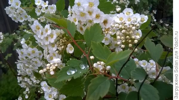 моя &laquo;невеста&raquo;)))